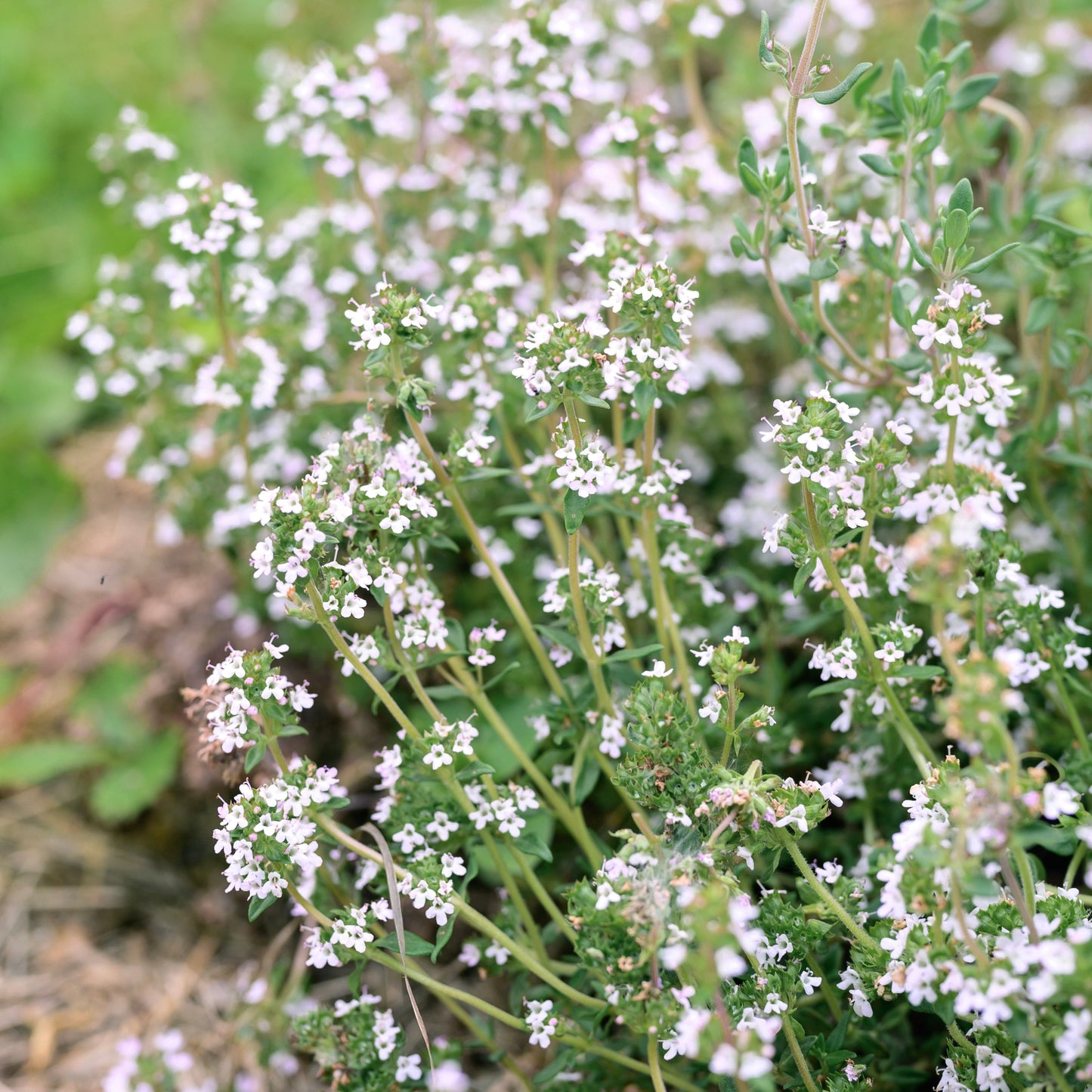 Thyme, Varico 2 (Thymus vulgaris)