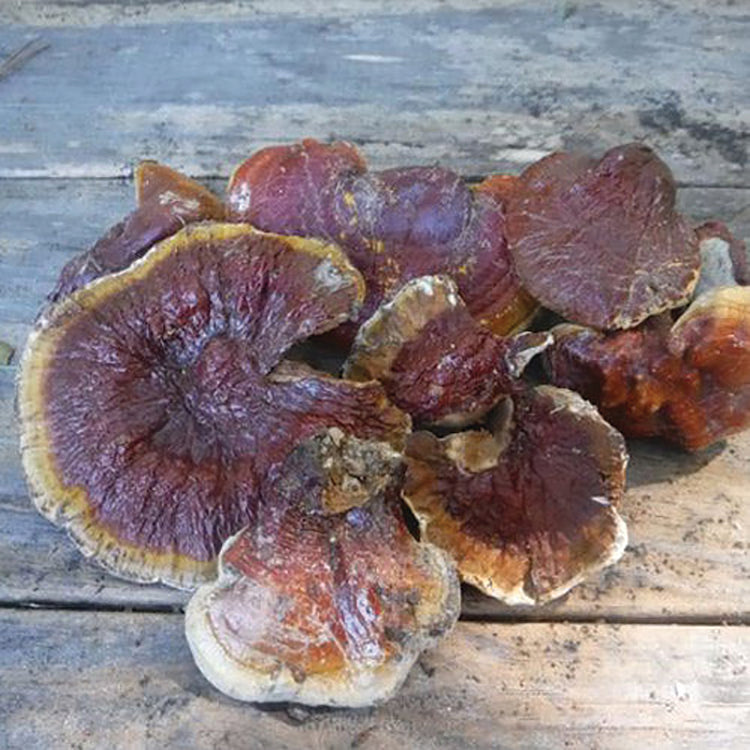 DRIED MUSHROOMS, REISHI