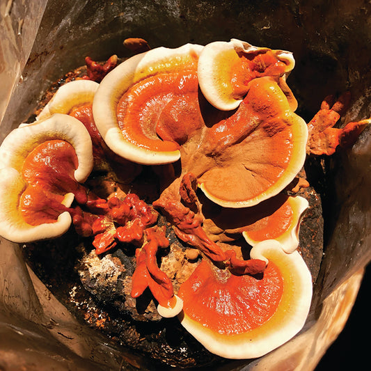 Dried Mushrooms, Reishi