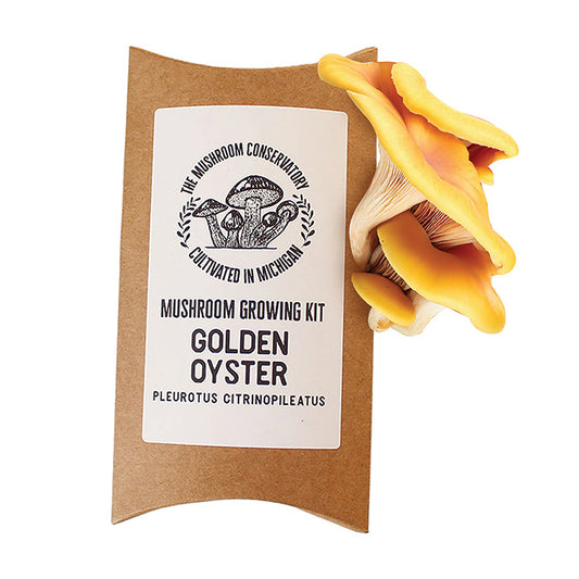 Golden Oyster Mushroom Growing Kit