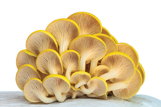 Golden Oyster Mushroom Growing Kit