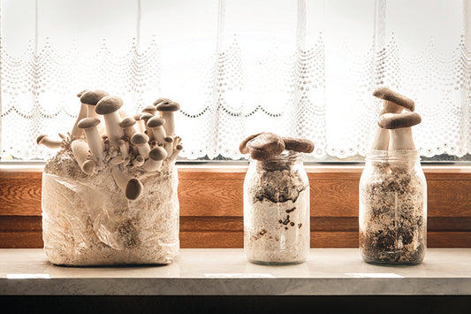 King Oyster Mushroom Growing Kit