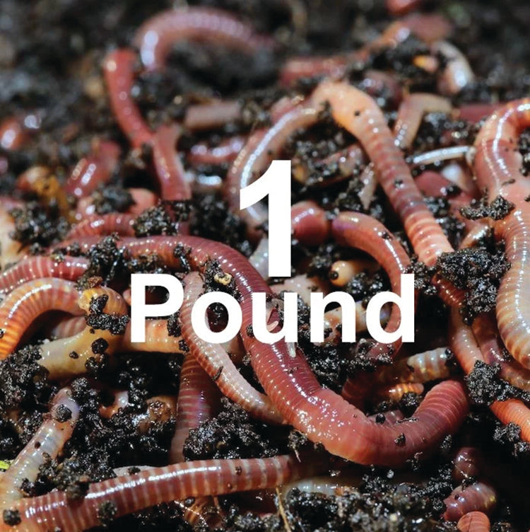 COMPOSTING WORMS
