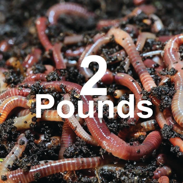 COMPOSTING WORMS