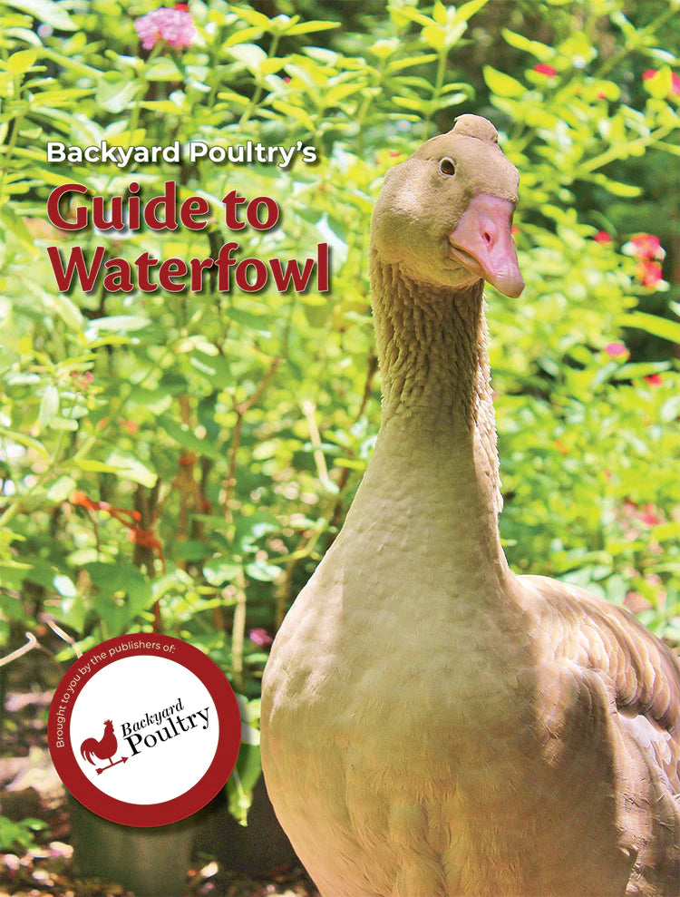Backyard Poultry's Guide to Waterfowl