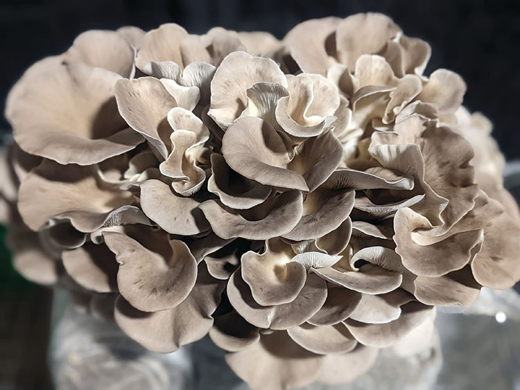 ITALIAN OYSTER GROW KIT, 5 LBS