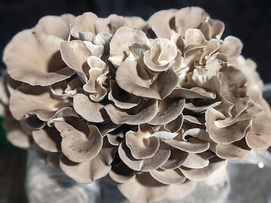 ITALIAN OYSTER GROW KIT, 5 LBS