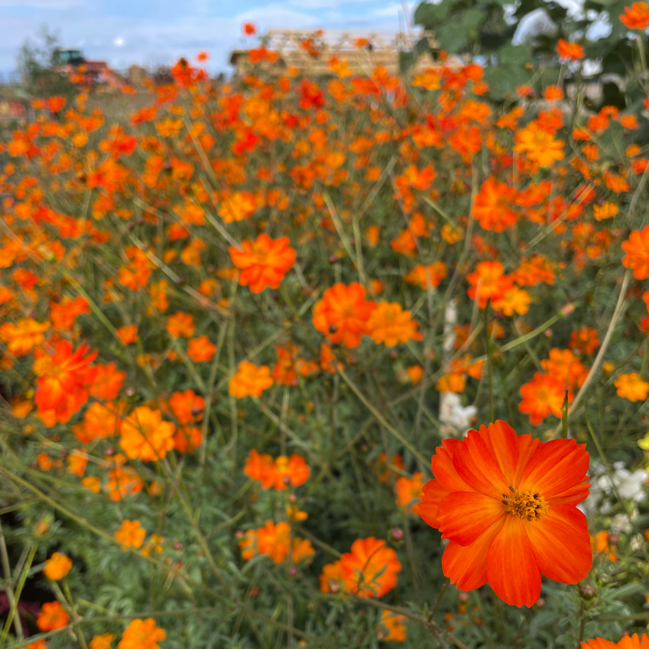 Tango Cosmos