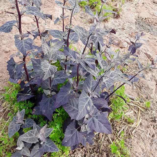 Purple Orach