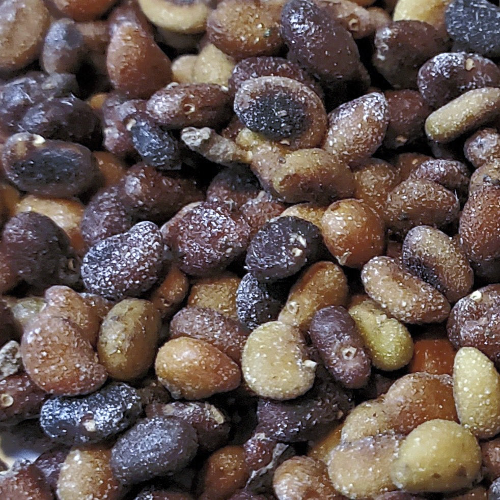 Indigo, Wild White (Baptisia alba)