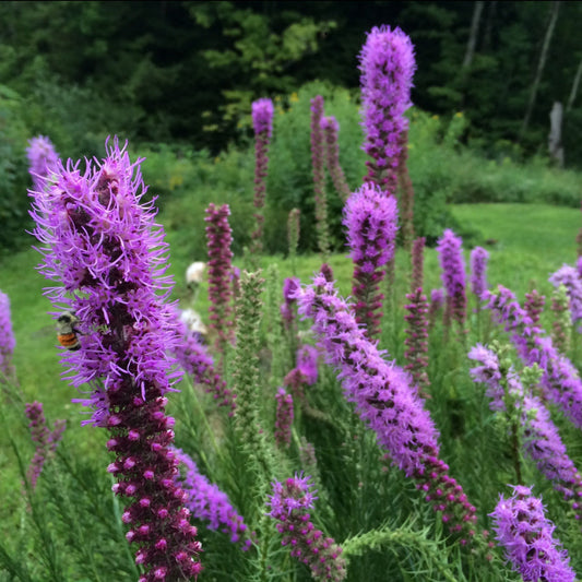 Blazing Star, Dense (Liatris spicata)