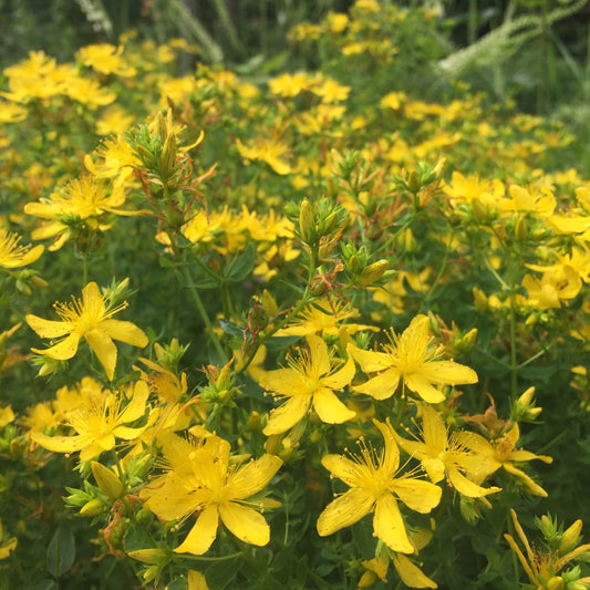 St. John's Wort (Hypericum perforatum)