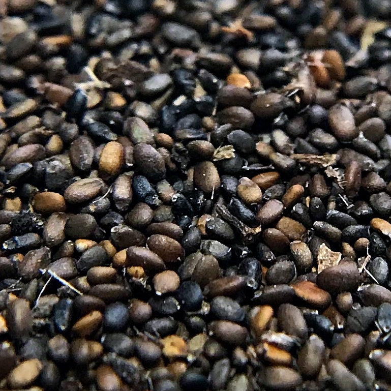 Downy Woodmint (Blephilia ciliata)