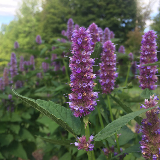 Hyssop, Anise (Agastache foeniculum)