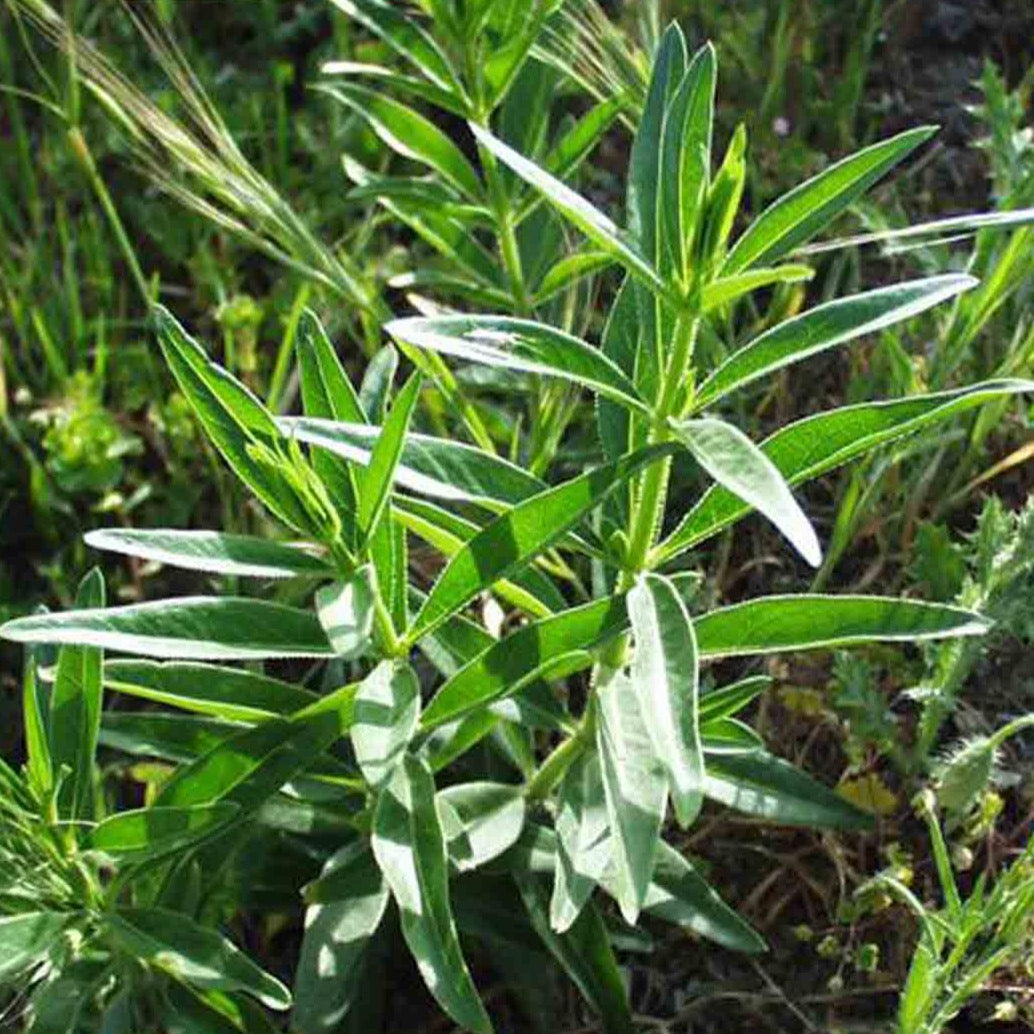 Madder (Rubia tinctorum)