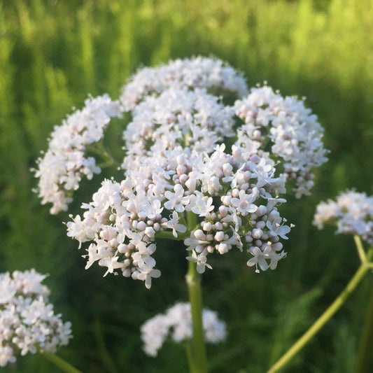 Valerian, Official (Valeriana officinalis)
