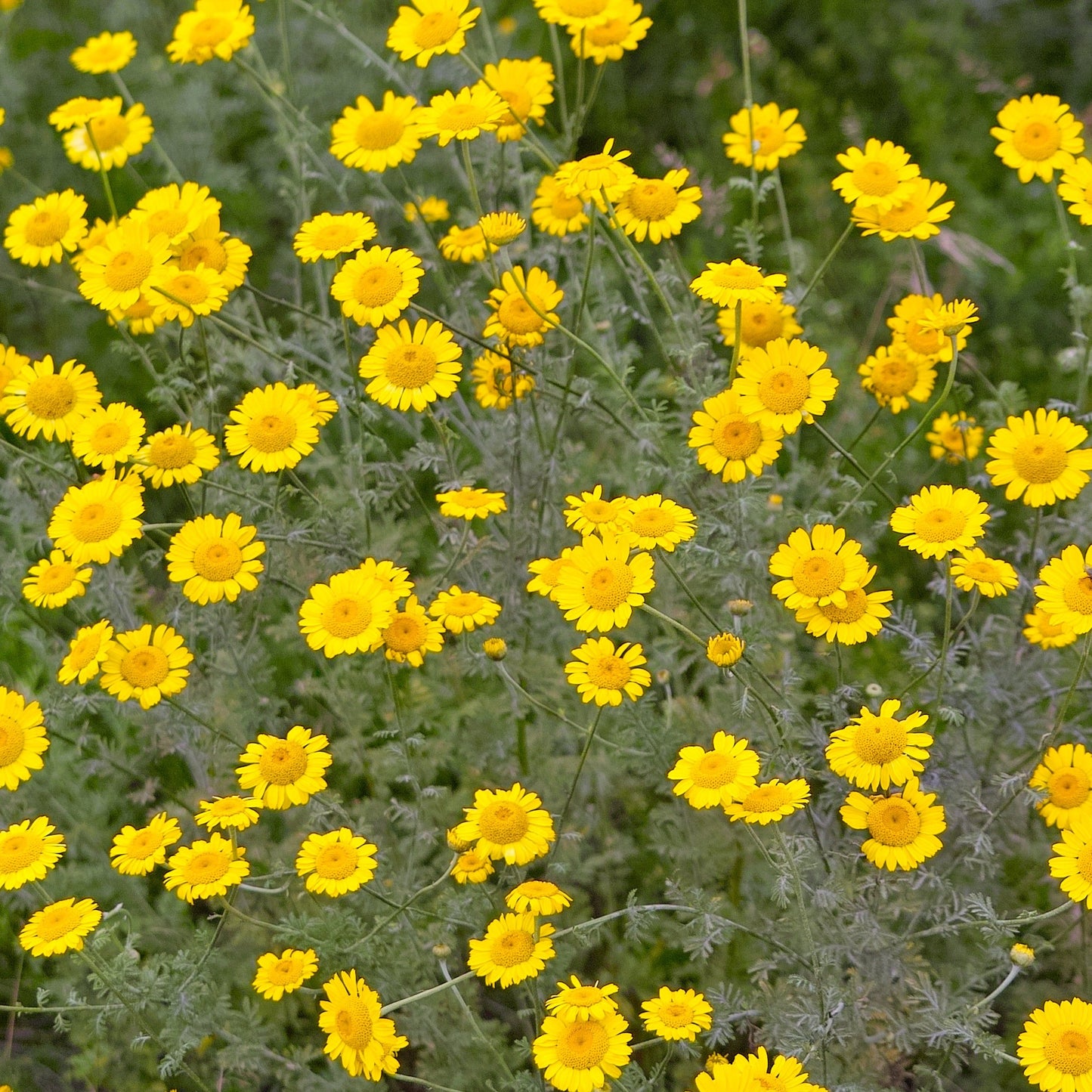 Chamomile, Dyer's (Anthemis tinctora)