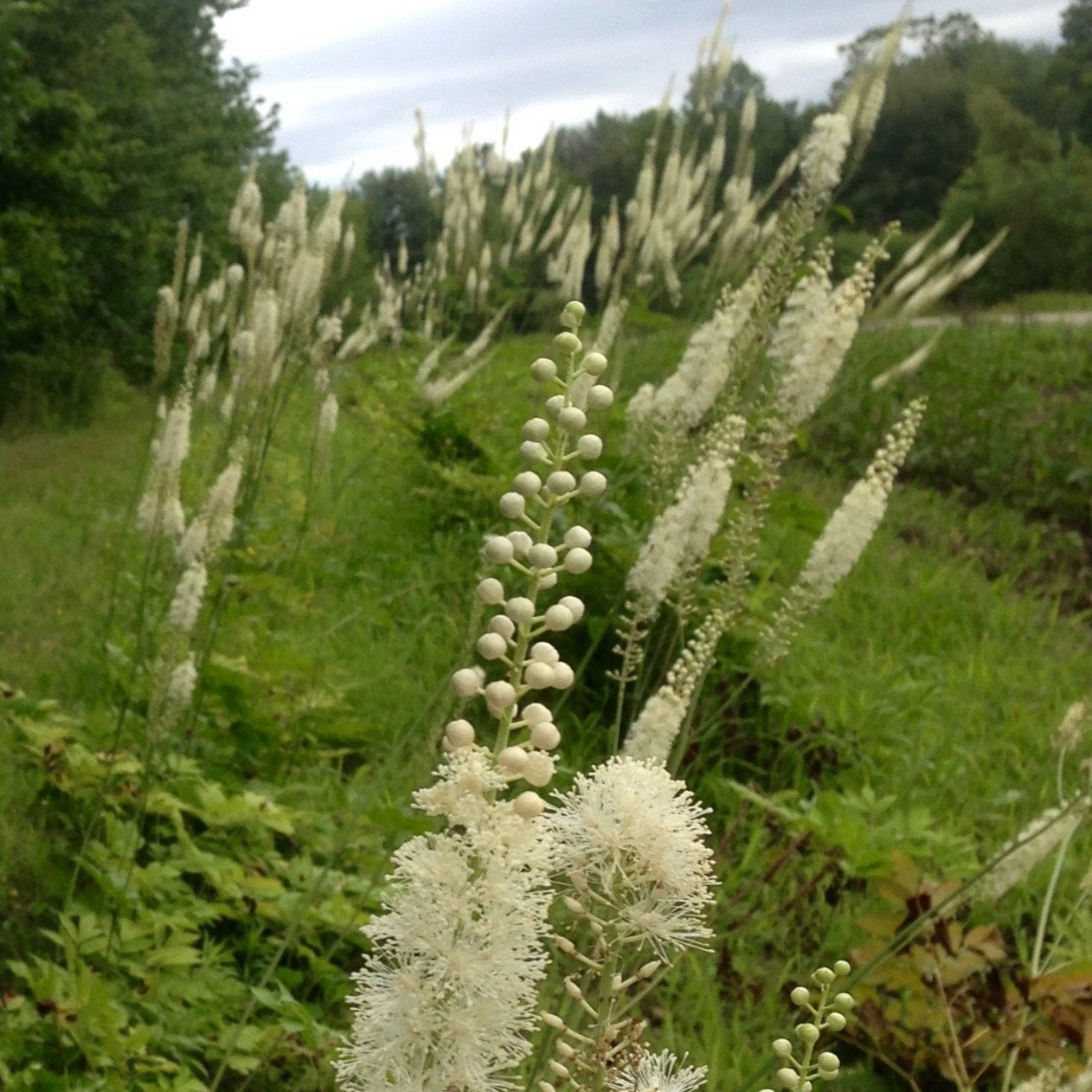 Cohosh, Black (Cimicifuga racemosa)