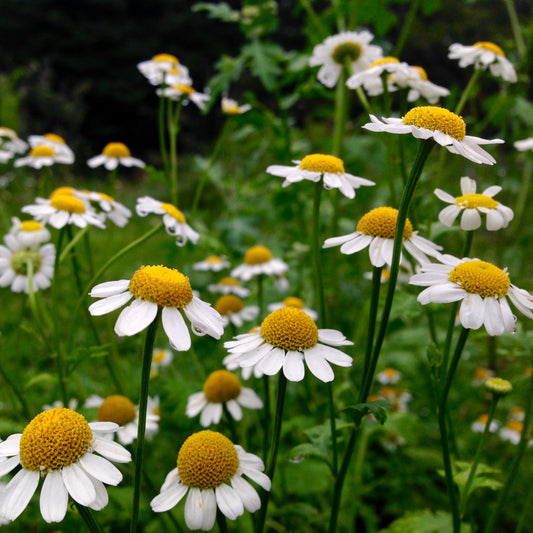 Feverfew (Tanacetum parthenium)