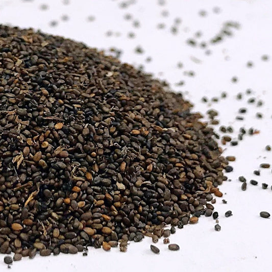 Downy Woodmint (Blephilia ciliata)