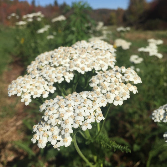 Yarrow, Official (Achillea millefolium)