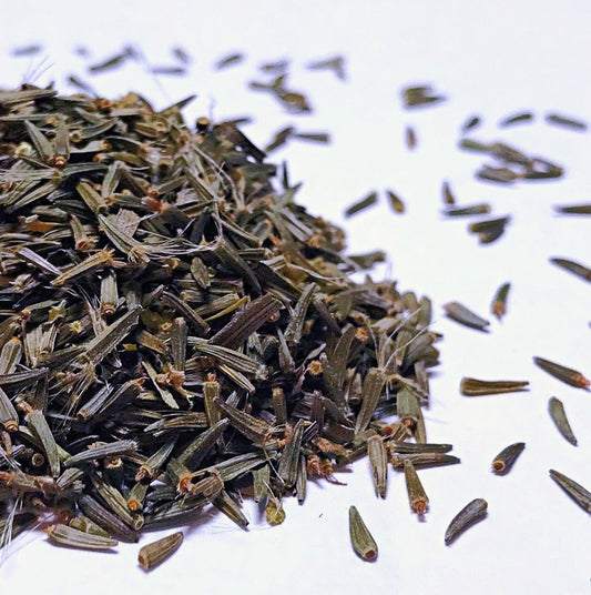 Blazing Star, Prairie (Liatris pycnostachya)