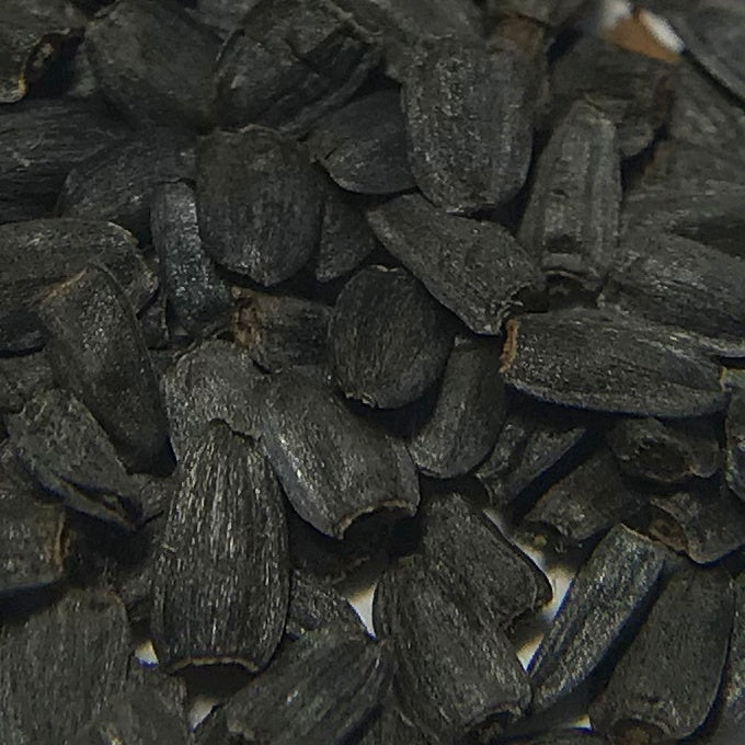 Coneflower, Prairie (Ratibida pinnata)