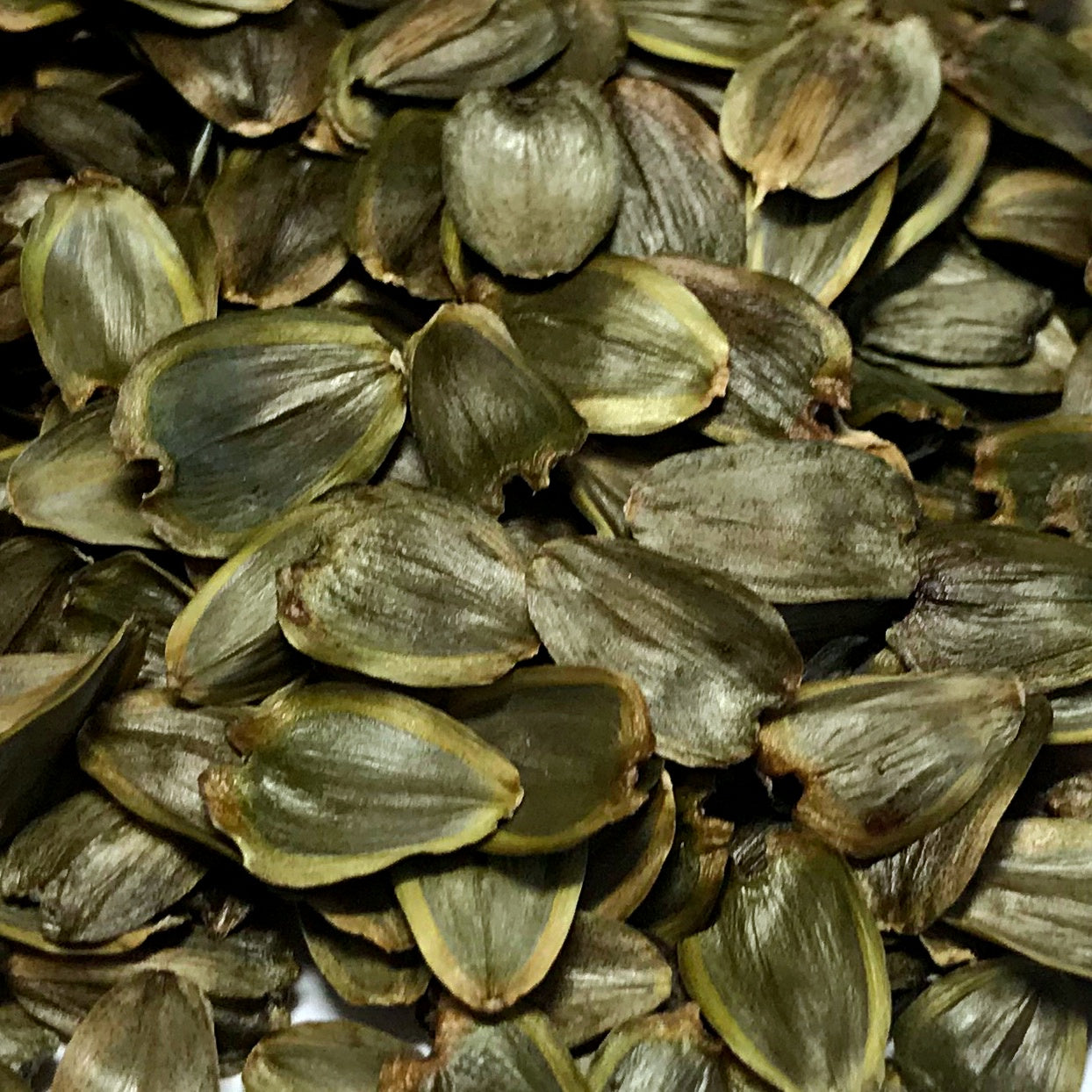 Cup Plant (Silphium perfoliatum)