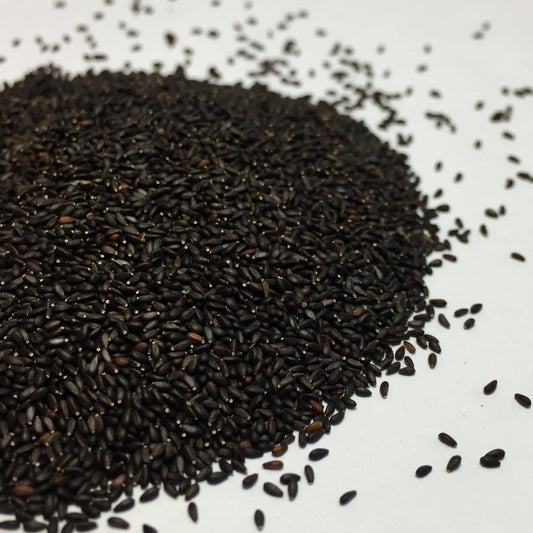 Lemon Balm (Melissa officinalis)