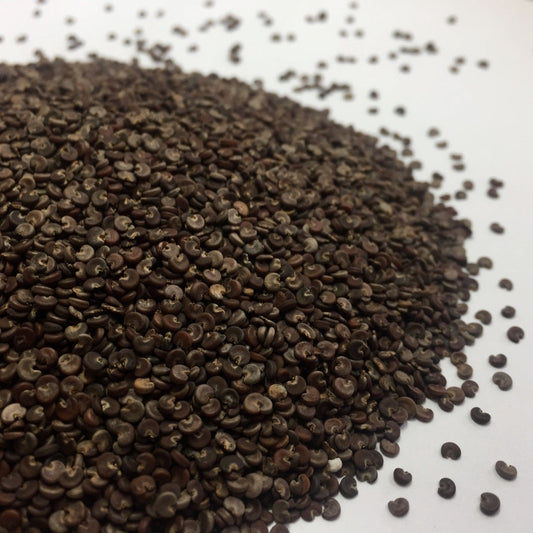 Marshmallow (Althea officinalis)