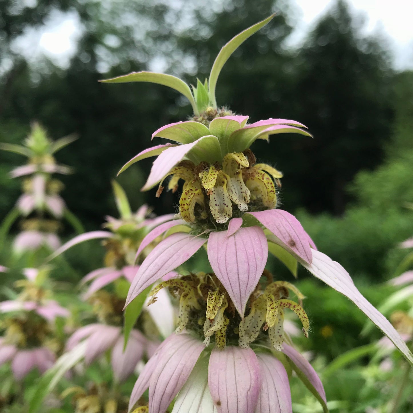 Bee Balm, Spotted (Monarda punctata)
