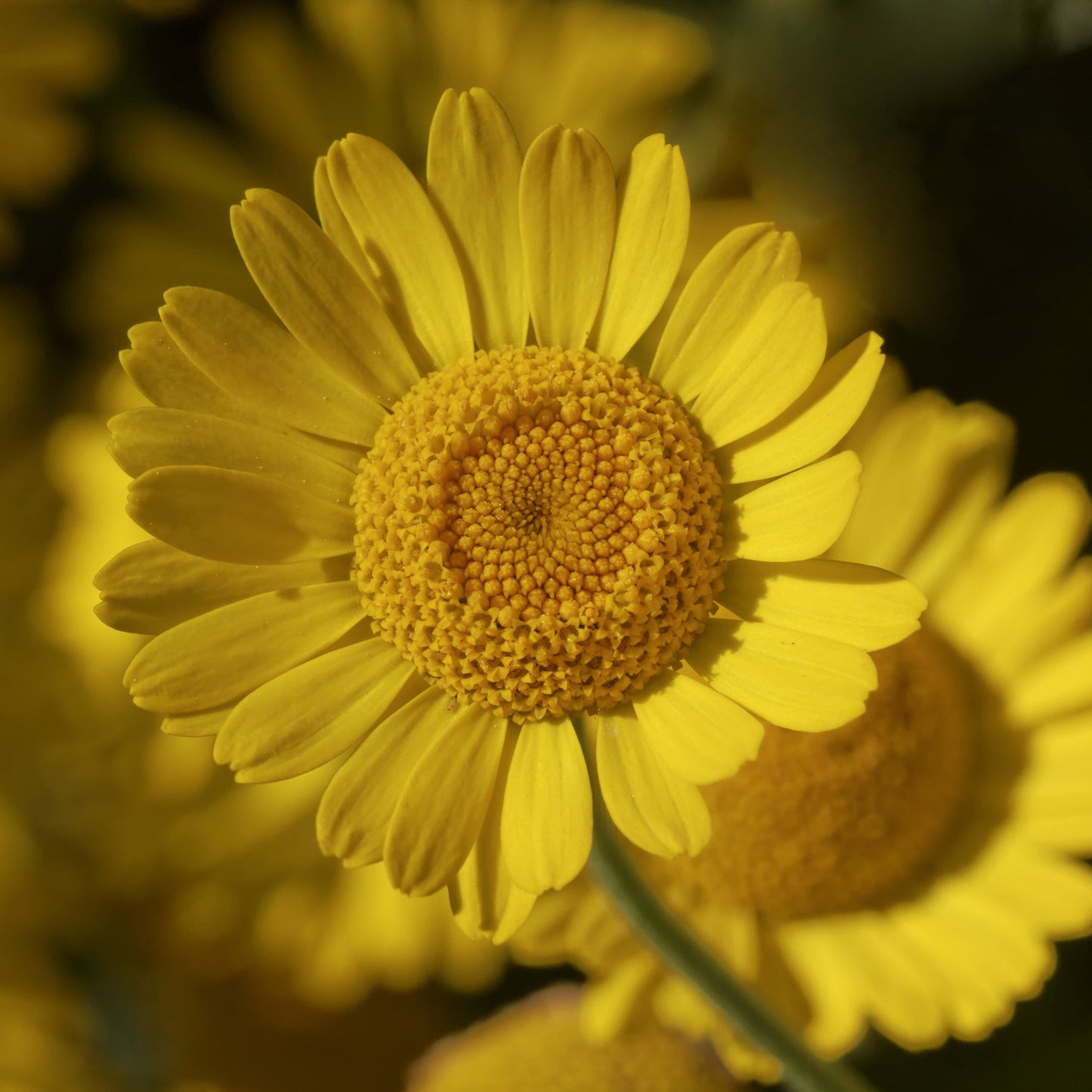 Chamomile, Dyer's (Anthemis tinctora)