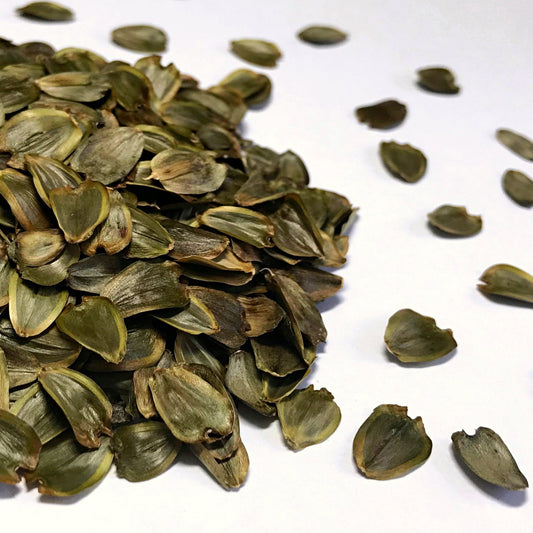 Cup Plant (Silphium perfoliatum)