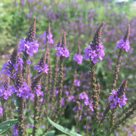 Vervain, Blue (Verbena hastata)