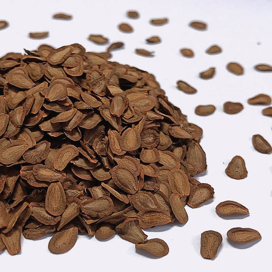 Milkweed, Common (Asclepias syriaca)