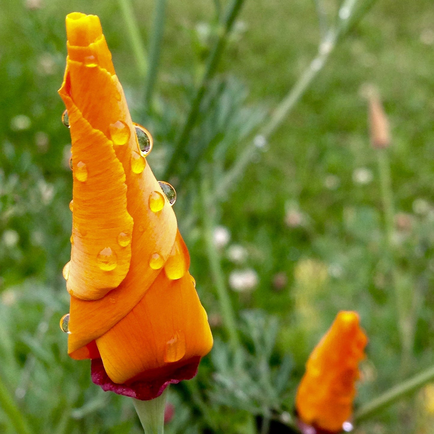 Poppy, California (Eschscholzia californica)