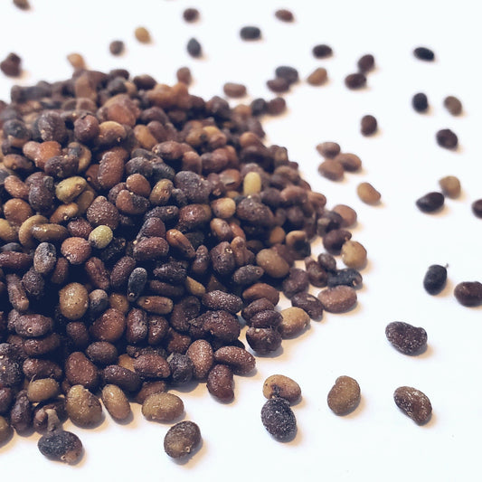 Indigo, Wild White (Baptisia alba)