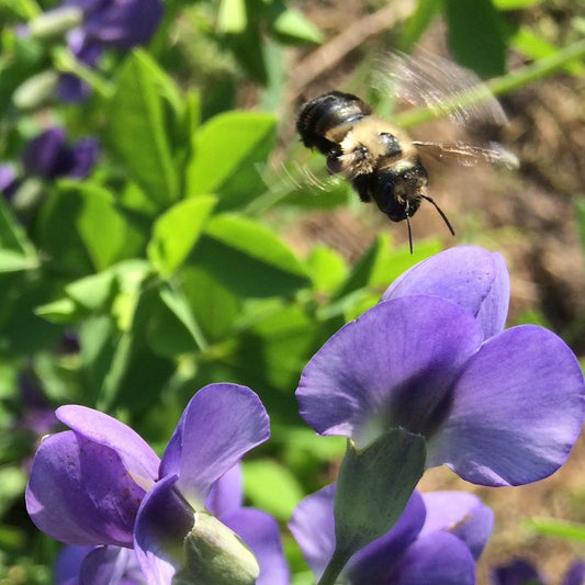 Indigo, Wild Blue (Baptisia australis)