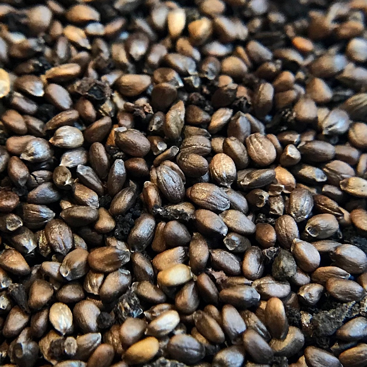 Bee Balm, Scarlet (Monarda didyma)