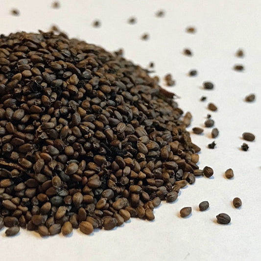 Bee Balm, Scarlet (Monarda didyma)