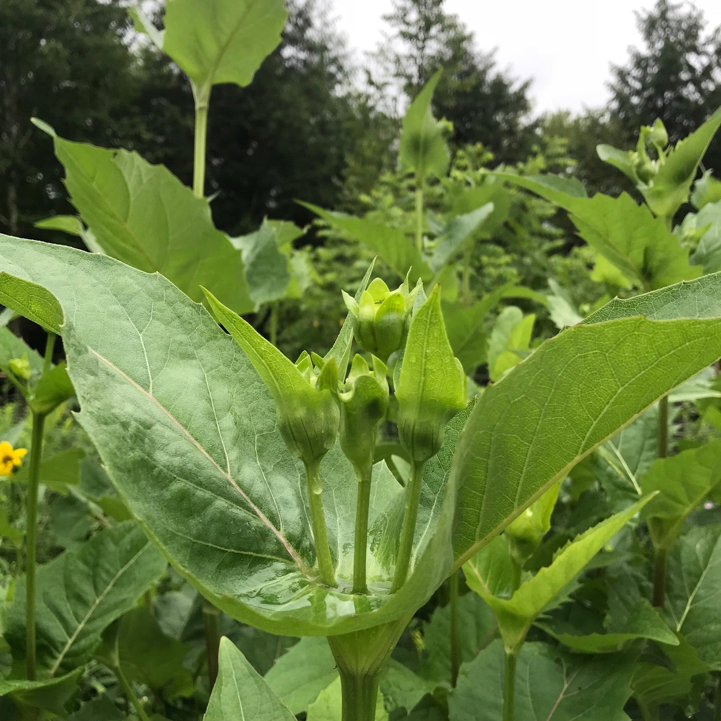 Cup Plant (Silphium perfoliatum)