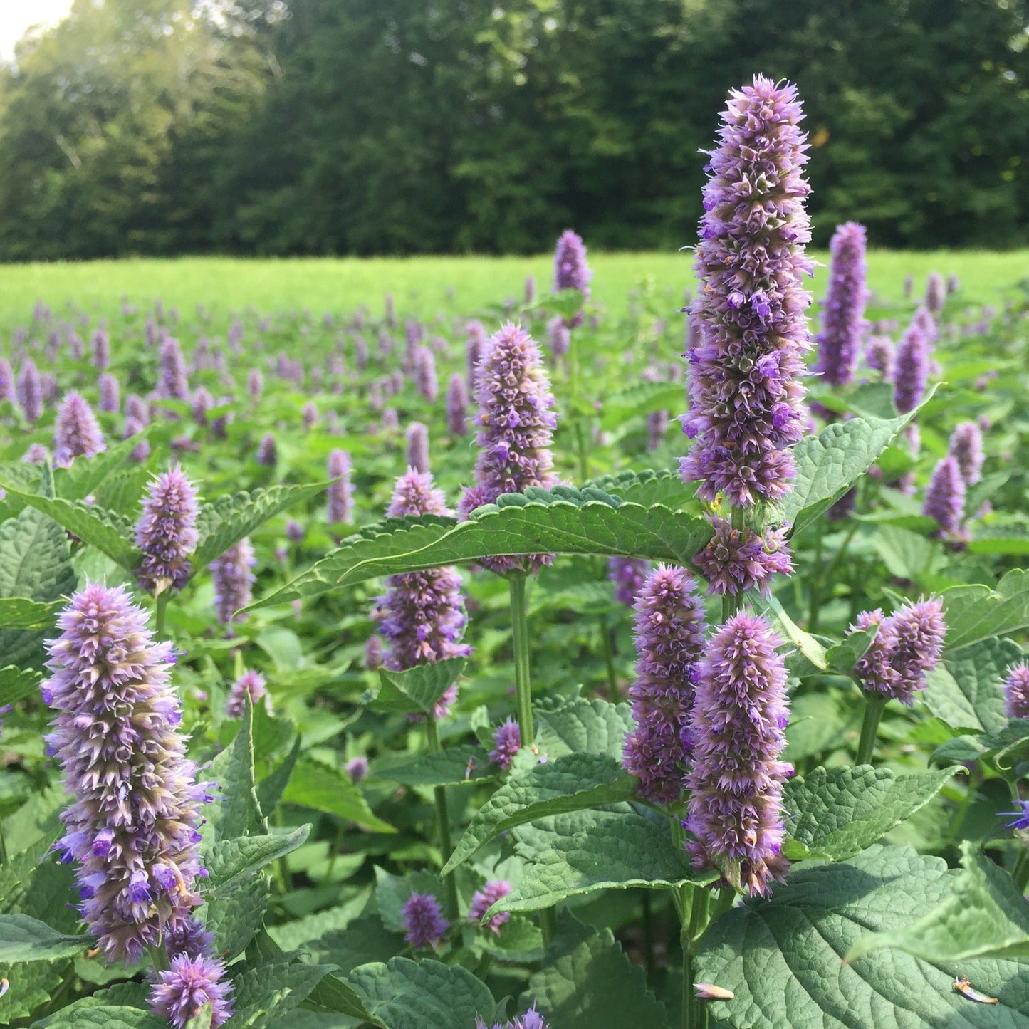 Hyssop, Anise (Agastache foeniculum)