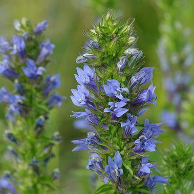 Lobelia, Great Blue (Lobelia siphilitica)