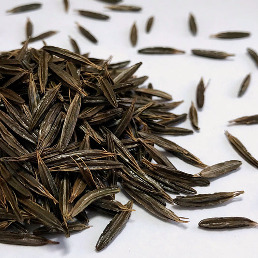 Sweet Cicely (Myrrhis odorata)