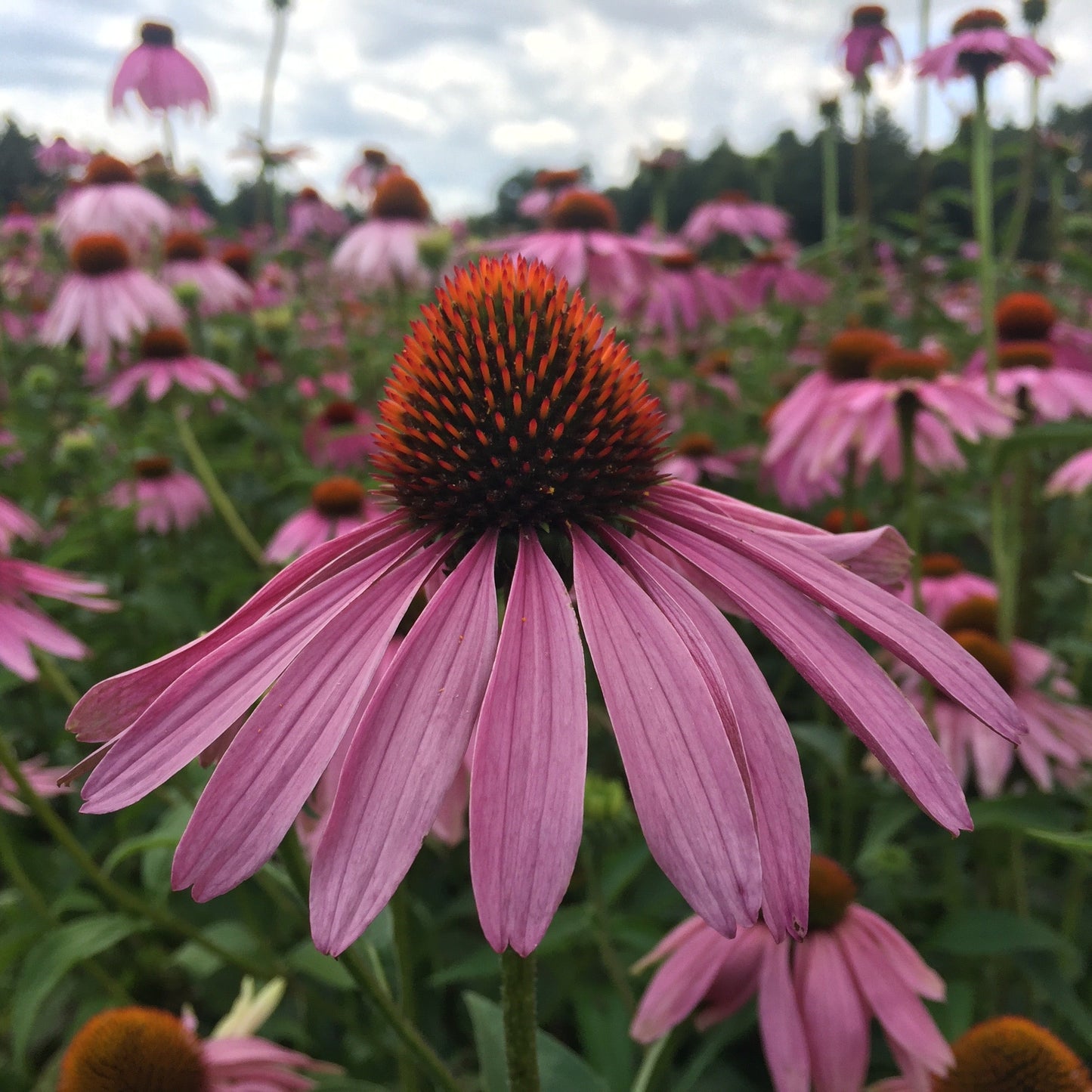 Echinacea purpurea (Echinacea purpurea)