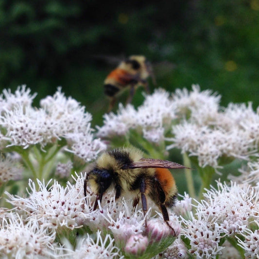 Boneset (Eupatorium perfoliatum)
