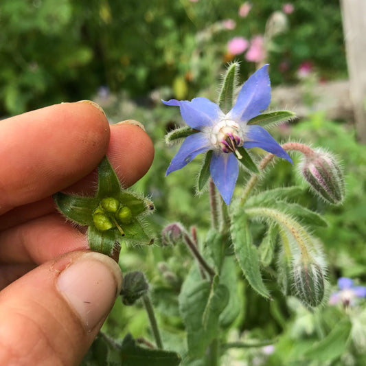 Borage (Borago officinalis)