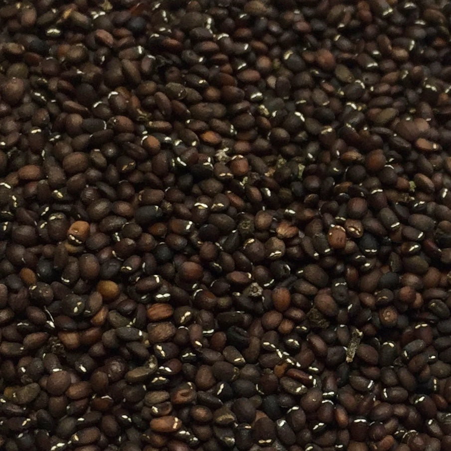 Catnip, Official (Nepeta cataria)