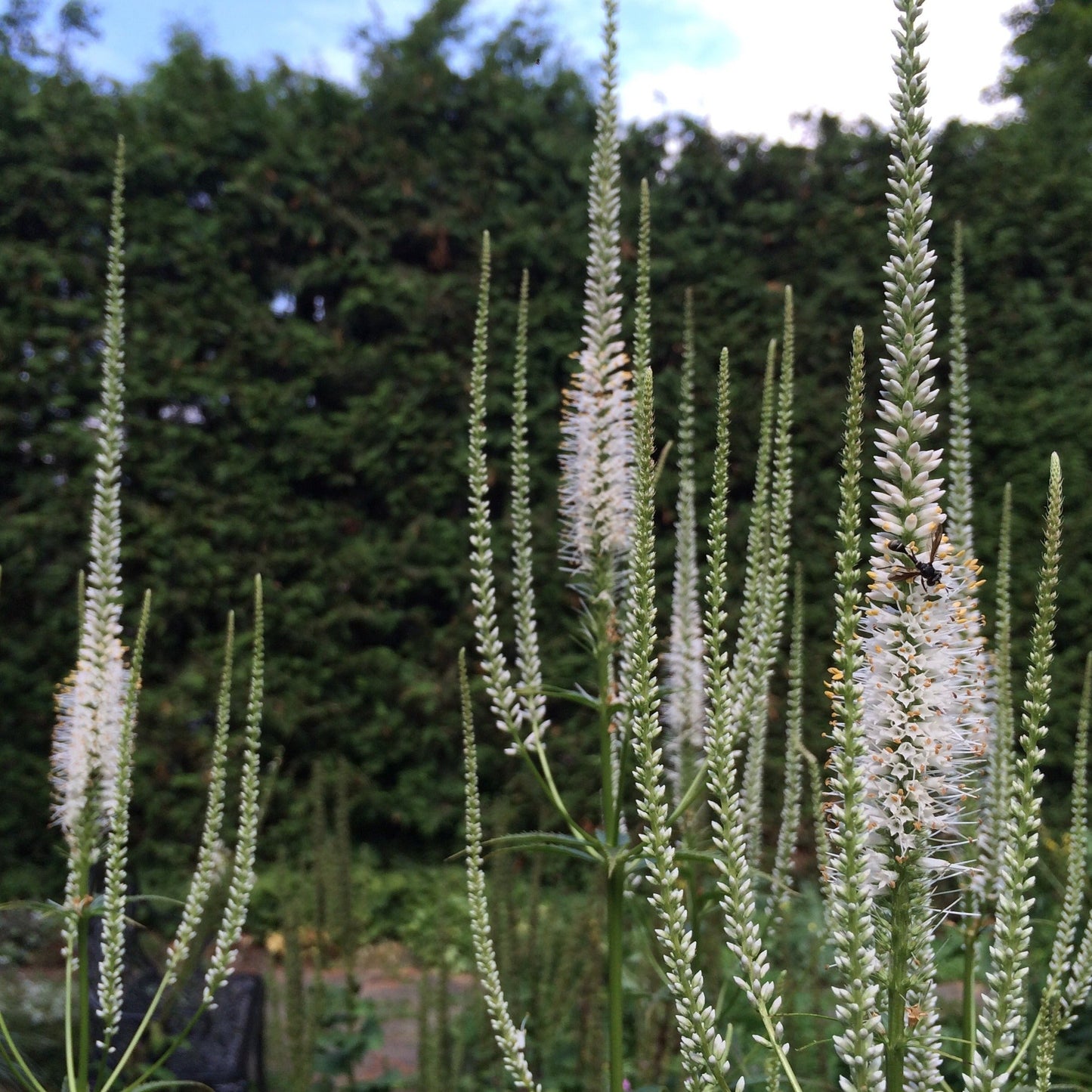 Culver's Root (Veronicastrum virginicum)