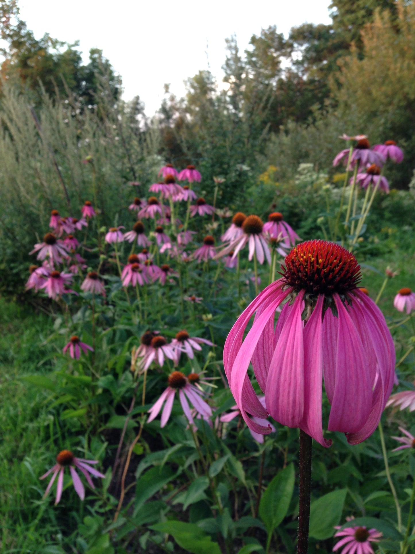 Echinacea purpurea (Echinacea purpurea)
